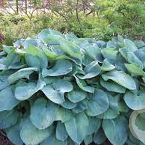 Hosta sieboldiana GM P9