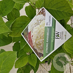 Hydrangea a. Strong Annabelle 30-40 cm 5,0L