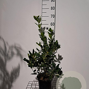 Ilex aq. 'J.C. van Tol' 40-60 cm 3,0L