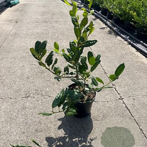 Ilex aq. 'J.C. van Tol' 40-60 cm 3,0L