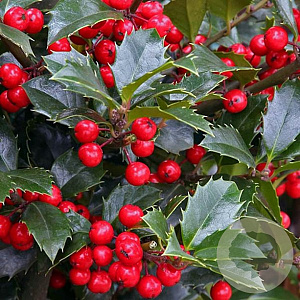 Ilex meservea 'Heckenfee' 175-200 cm 50L