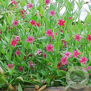 Jasminum beesianum 100-125 cm 10L