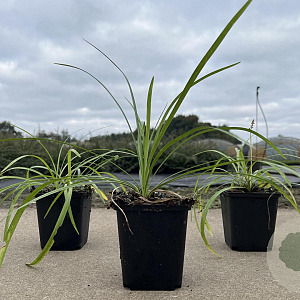 Liriope muscari 'Monroe White' 10-20 cm P9