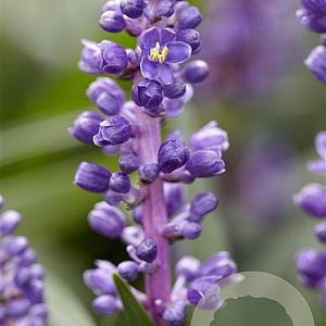 Liriope muscari 'Royal Purple' GM P9
