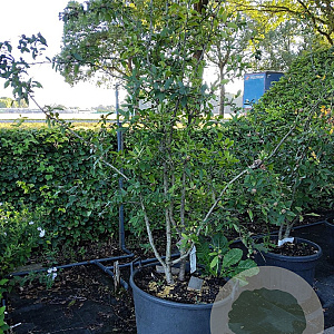 Mespilus germanica 200-250 cm cont. 90L meerstammig