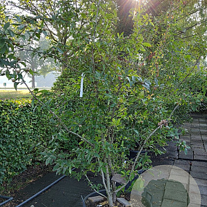 Mespilus germanica 200-250 cm cont. 90L meerstammig