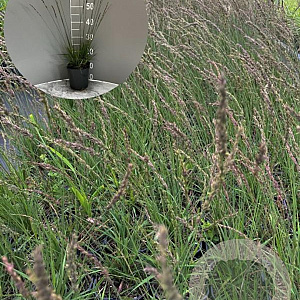 Molinia caerulea 'Moorhexe' GM 2,0L