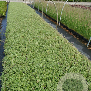 Nepeta faassenii GM P9