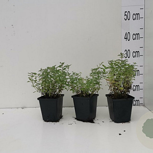 Nepeta faassenii GM P9
