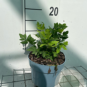 Osmunda regalis GM 2,0L