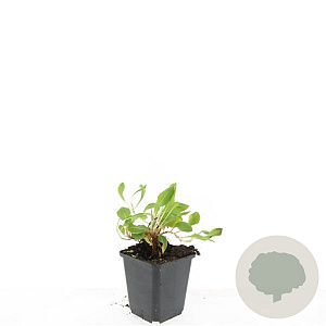 Persicaria aff. 'Darjeeling Red' GM P9