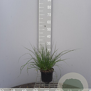 Pennisetum al. 'Hameln' 30-40 cm 2,0L