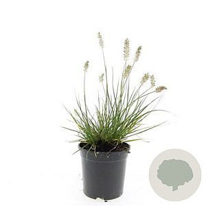 Pennisetum al. 'Little Bunny' GM C1.3