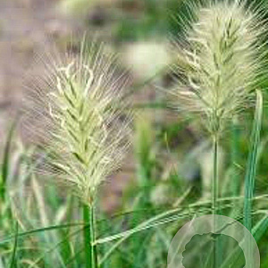 Pennisetum al. 'Little Bunny' GM P9