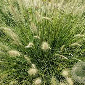 Pennisetum al. 'Little Bunny' GM P9