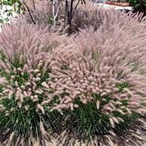 Pennisetum orientale 'Karley Rose' GM P9
