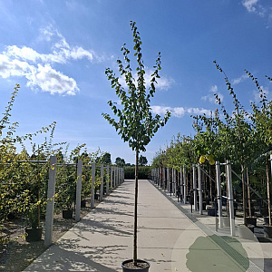 Prunus d. 'Hauszwetsche' 8-10 HO 18L