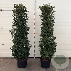 Prunus l. 'Angustifolia' 175-200 cm 30L