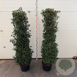 Prunus l. 'Angustifolia' 175-200 cm 30L