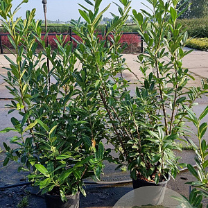 Prunus l. 'Caucasica' 125-150 cm 15L