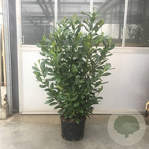 Prunus I. 'Rotundifolia' 100-125 cm 20L