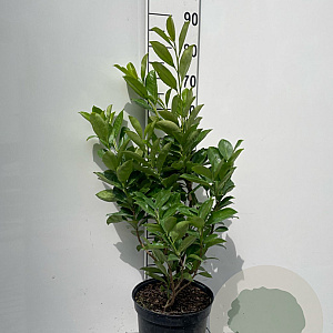 Prunus I. 'Rotundifolia' 80-100 cm 7,5L