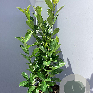 Prunus I. 'Rotundifolia' 80-100 cm 7,5L