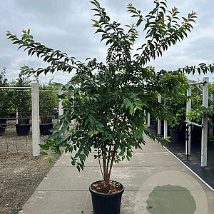 Prunus subh. 'Autumnalis' 250-300 cm container meerstammig