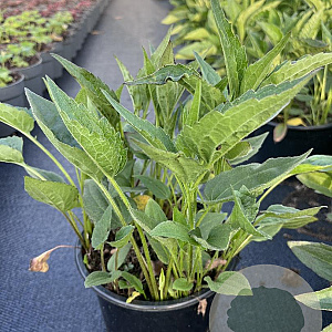 Rudbeckia f. 'Goldsturm' GM 2,0L
