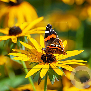 Rudbeckia f. 'Goldsturm' GM P9