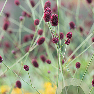 Sanguisorba officinalis GM P9