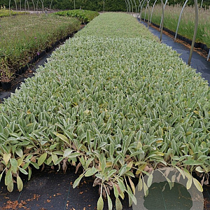 Stachys byzantina GM P9