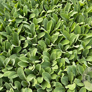 Stachys byzantina GM P9