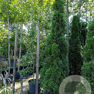 Thuja occ. 'Smaragd' 200-225 cm 30L