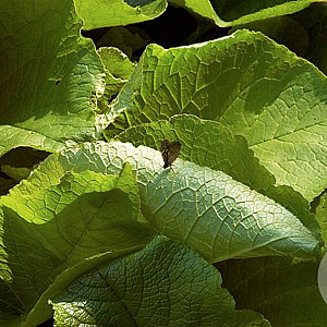 Trachystemon orientalis GM P9