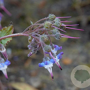 Trachystemon orientalis GM P9