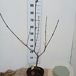 Viburnum carlcephalum 50-60 cm 5,0L