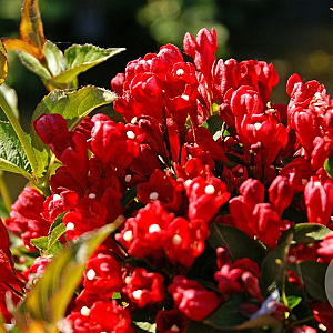 Weigela Little Red Robin 40-50 cm 5,0L