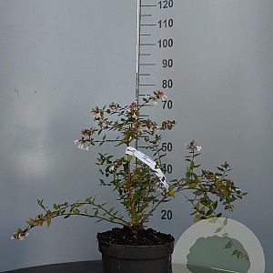 Abelia grandiflora 30-40 cm 5,0L