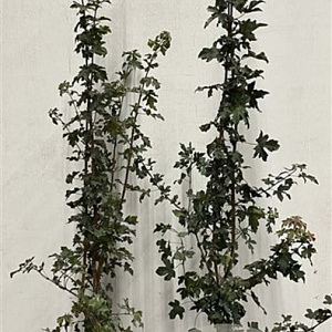 Acer campestre 125-150 cm 20L