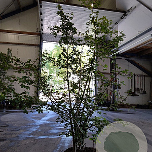 Acer campestre 175-200 cm 35L