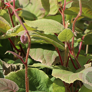 Actinidia deliciosa 'Hayward' 150-175 cm 3,5L