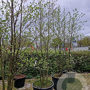 Alnus glutinosa 450-500 cm container meerstammig