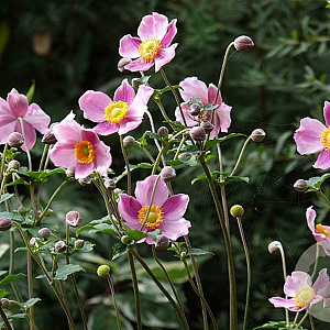 Anemone h. 'Prinz Heinrich' GM P9