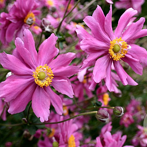 Anemone h. 'Prinz Heinrich' GM P9