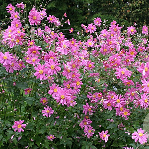 Anemone h. 'Prinz Heinrich' GM P9