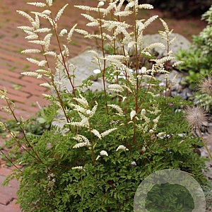 Aruncus aethusifolius GM P9