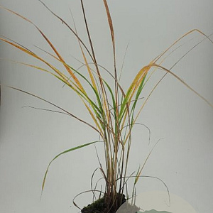 Calamagrostis acutiflora 'Karl Foerster' GM C1 BIO