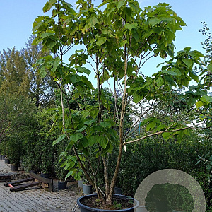 Catalpa bignonioides 'Nana' 375-400 cm container meerstammig