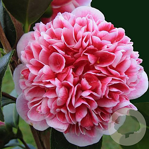 Camellia j. 'Volunteer' 85-90 cm 10L